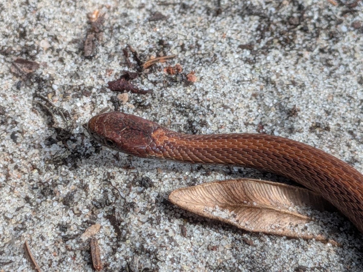 Red-bellied Snake