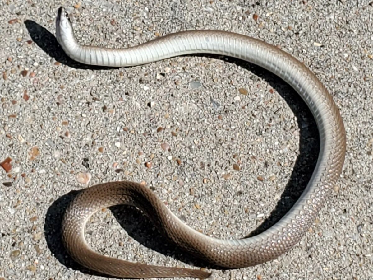 Rough Earthsnake