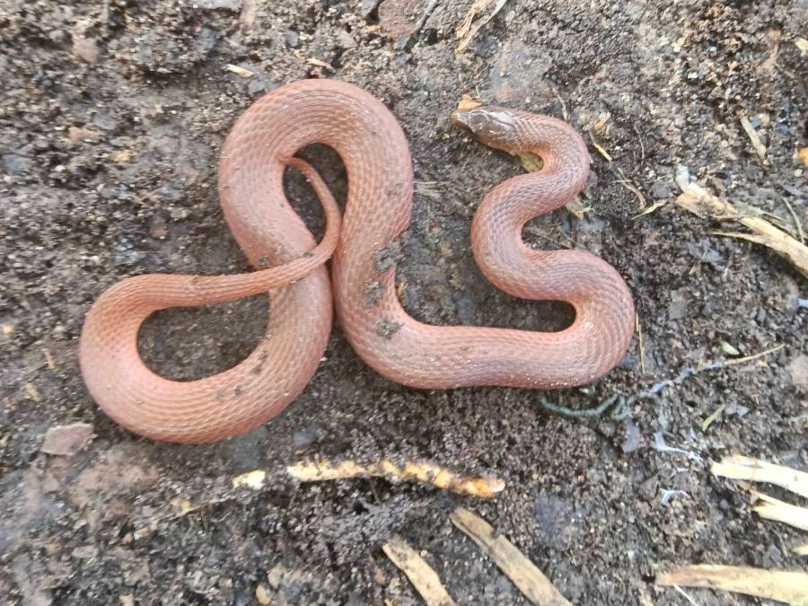 Rough Earthsnake