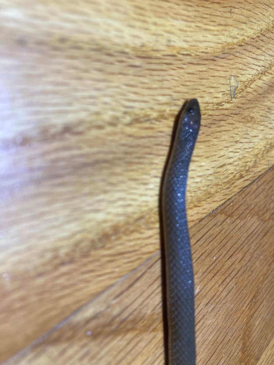 Rough Earthsnake