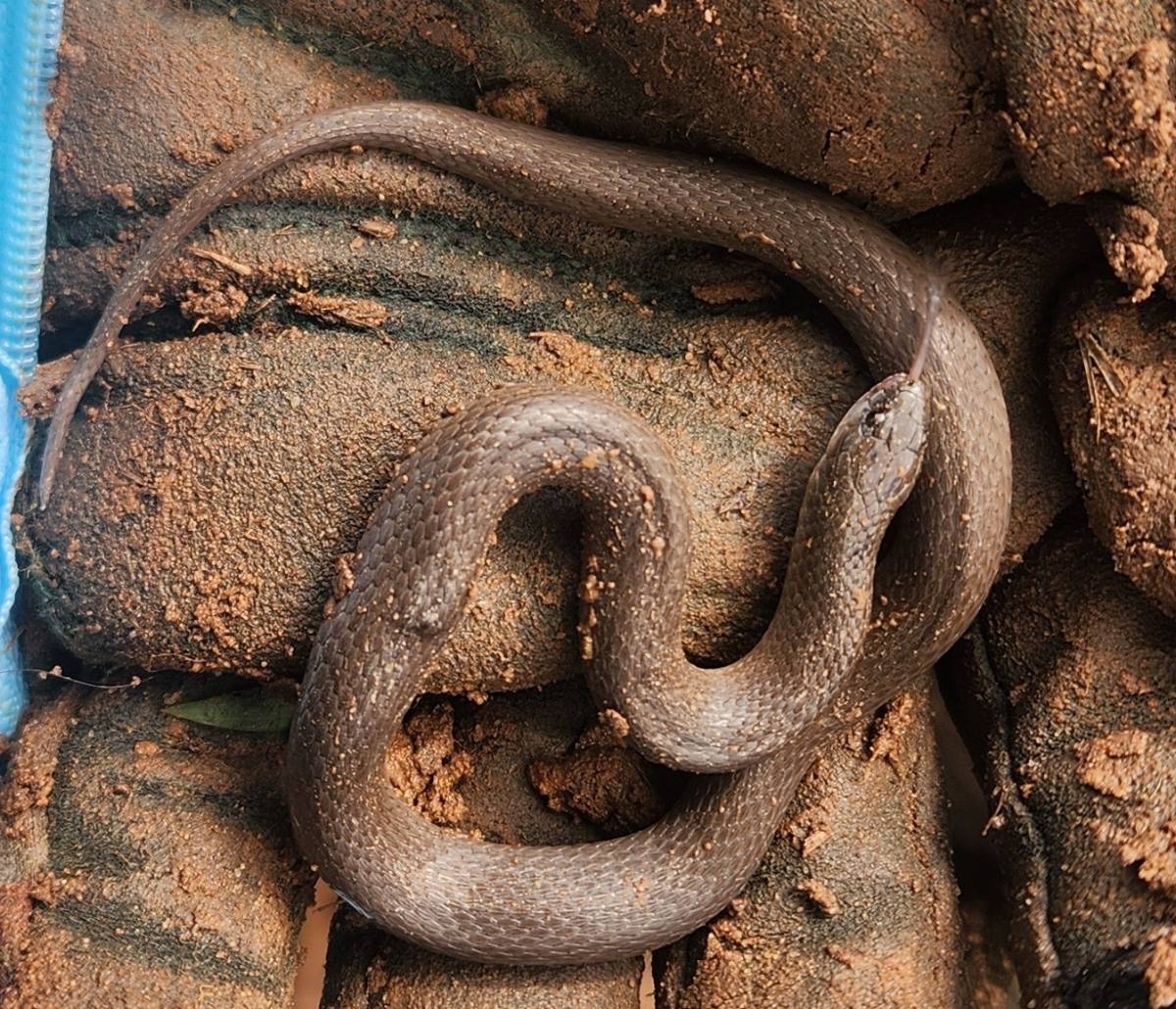 Rough Earthsnake