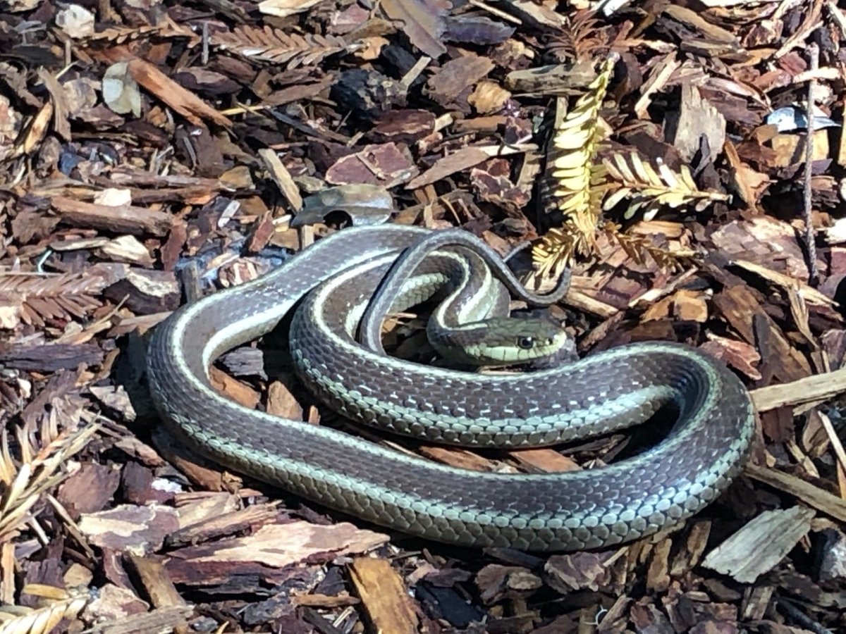 Terrestrial Gartersnake