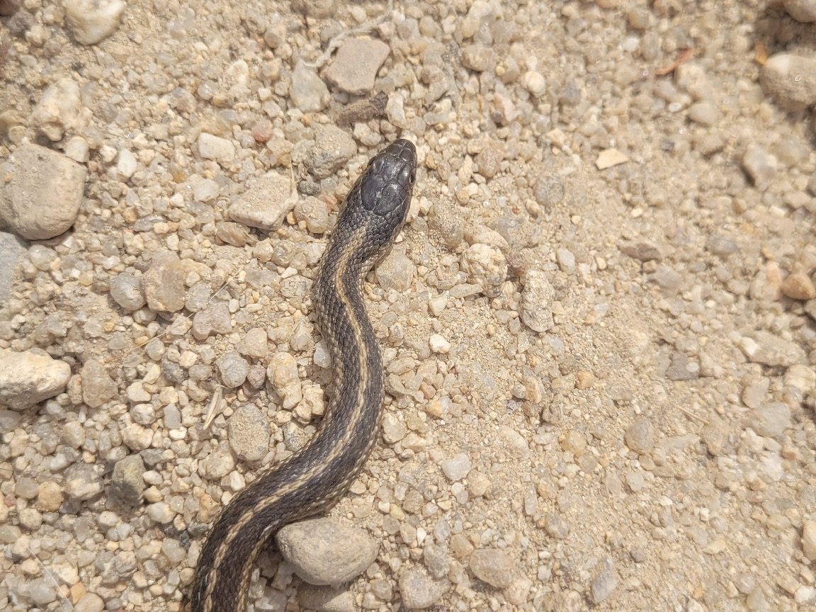 Terrestrial Gartersnake