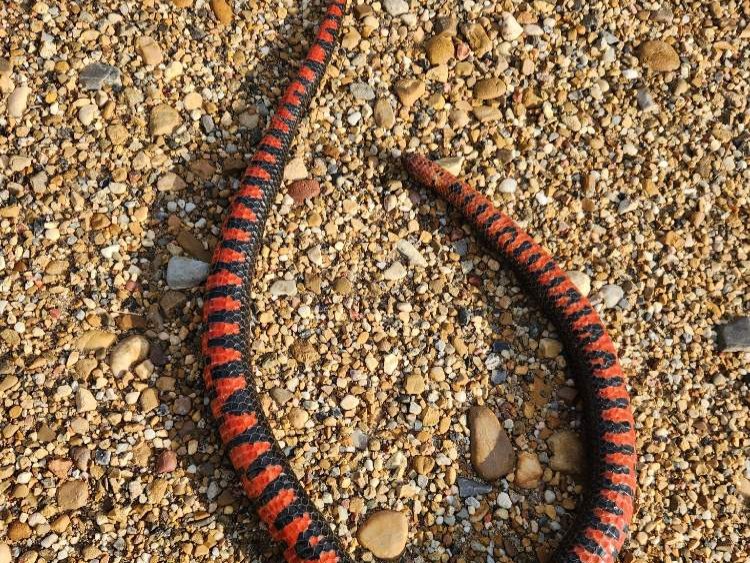 Mud Snake