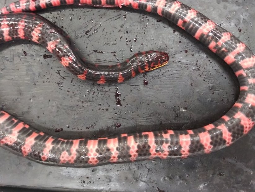 Mud Snake