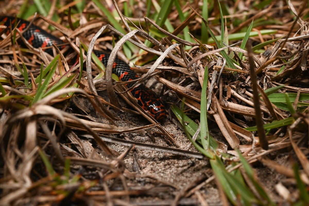 Mud Snake