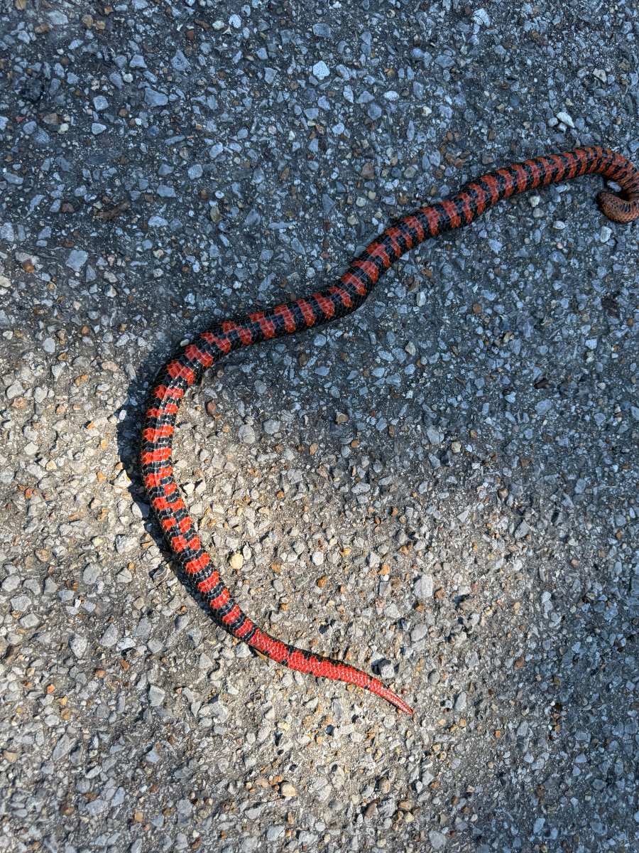 Mud Snake
