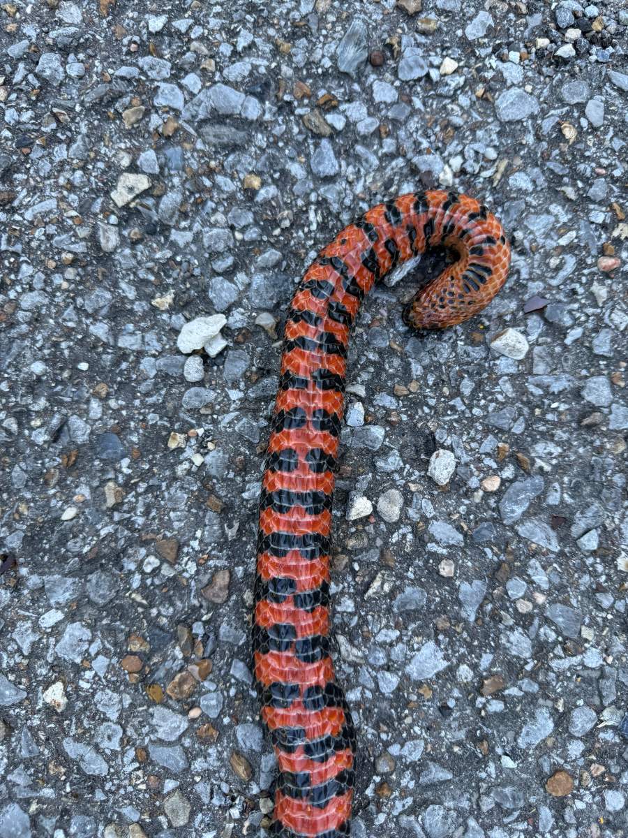 Mud Snake