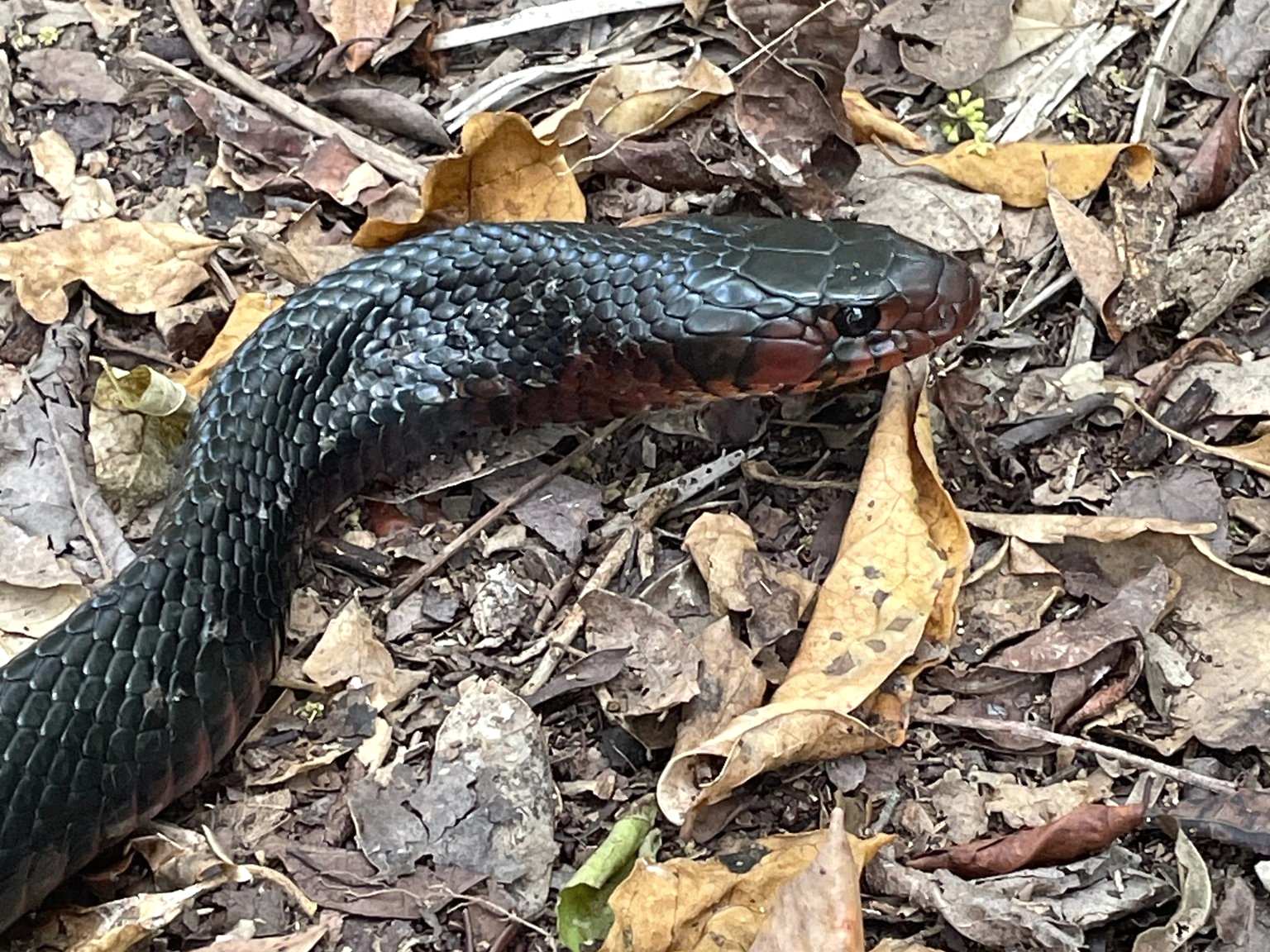 Eastern Indigo Snake
