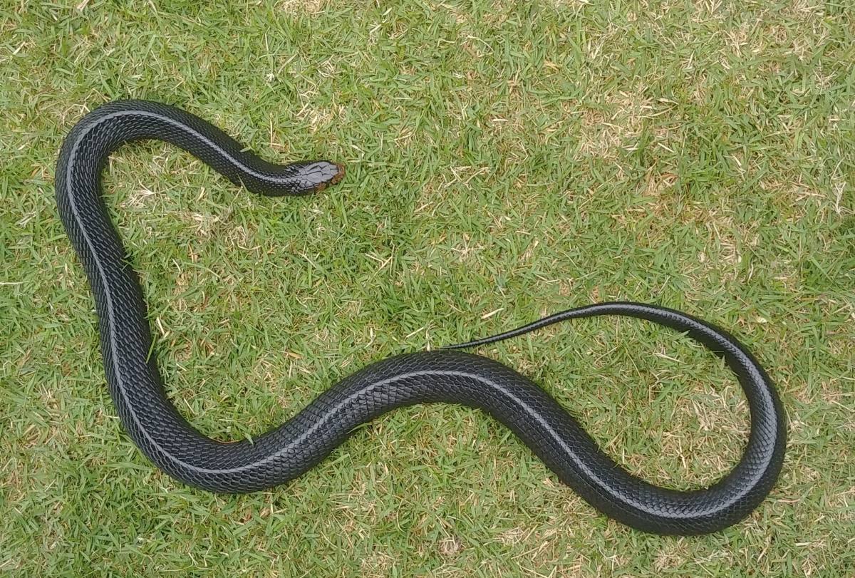 Eastern Indigo Snake