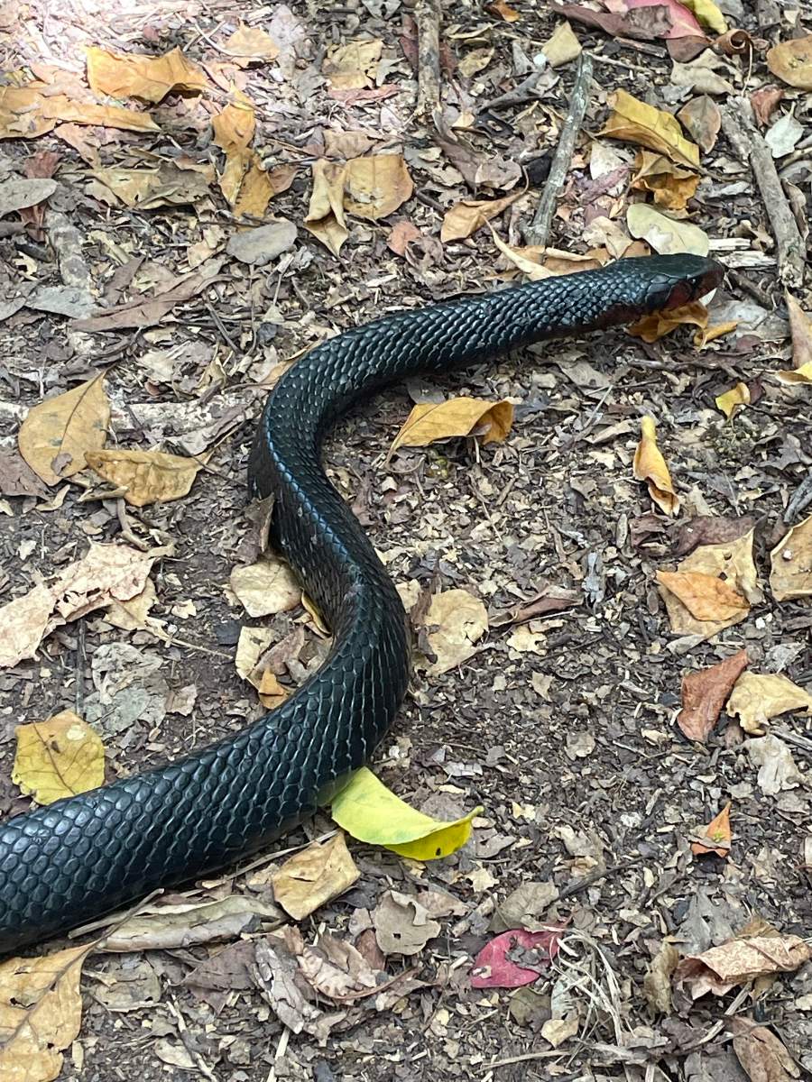 Eastern Indigo Snake