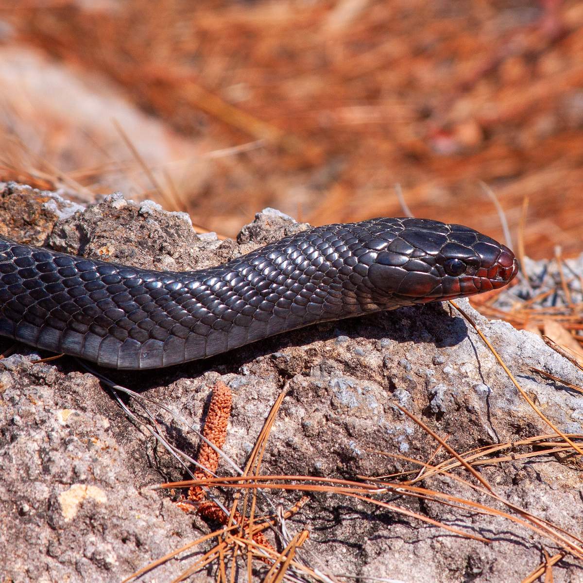 Eastern Indigo Snake
