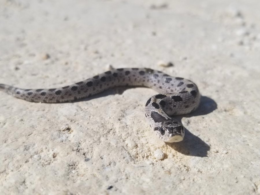 Southern Hog-nosed Snake