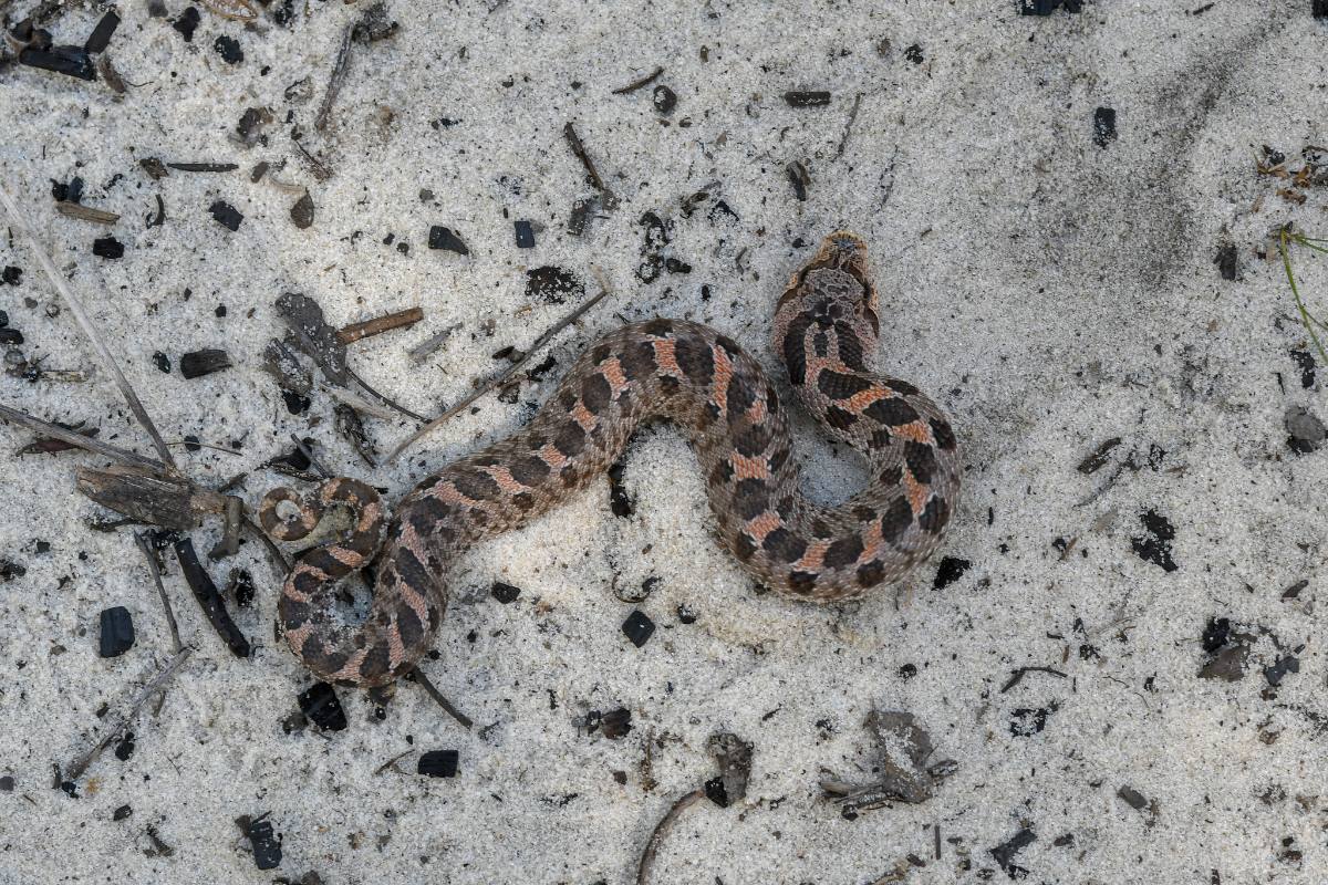 Southern Hog-nosed Snake