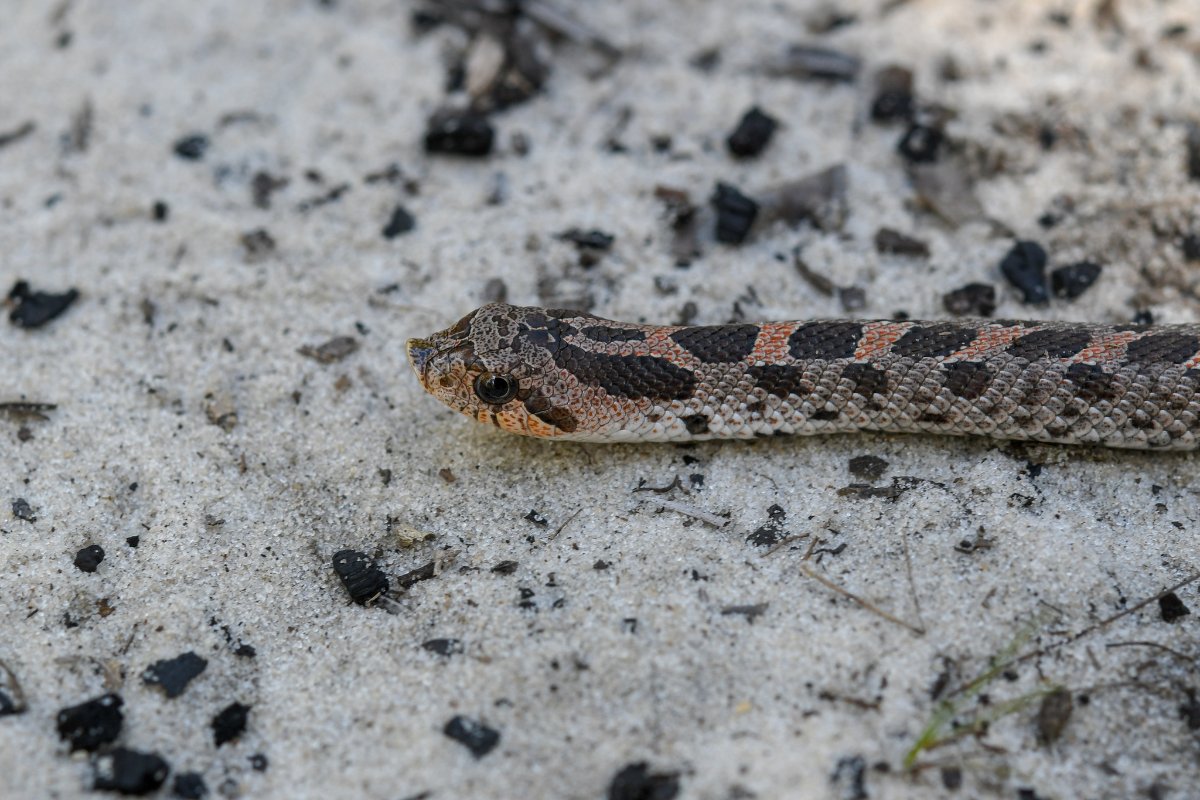 Southern Hog-nosed Snake
