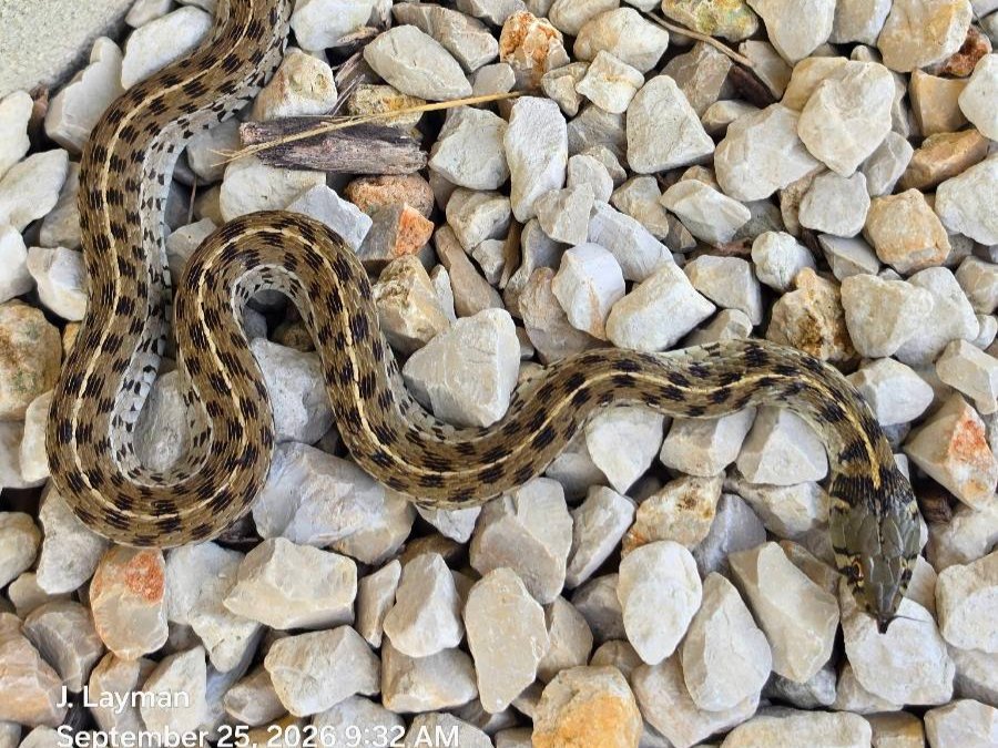Checkered Gartersnake