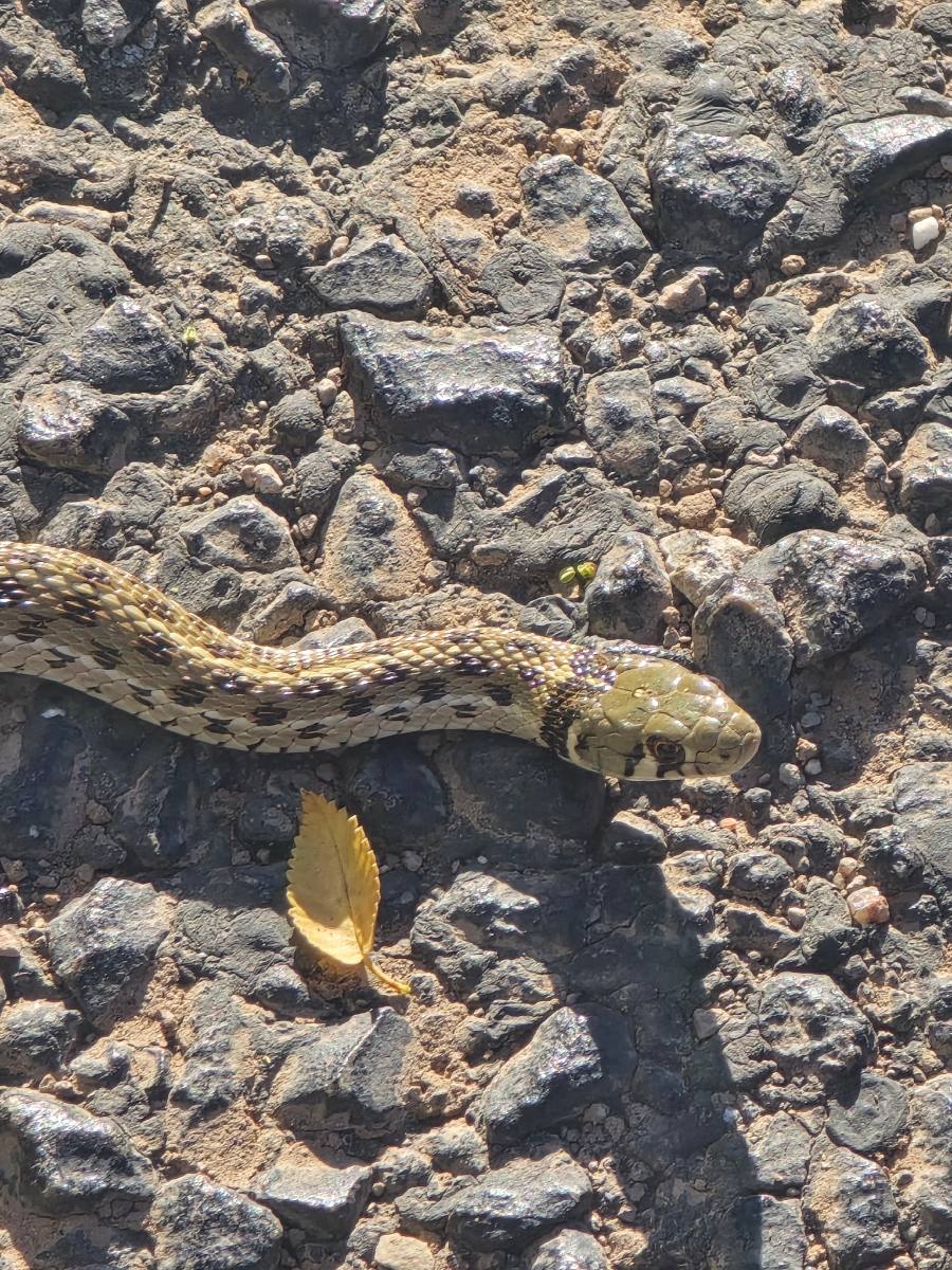 Checkered Gartersnake