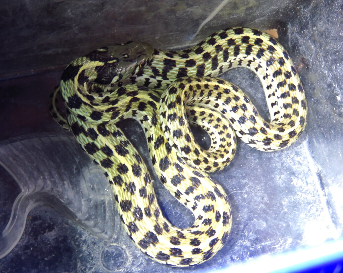 Checkered Gartersnake