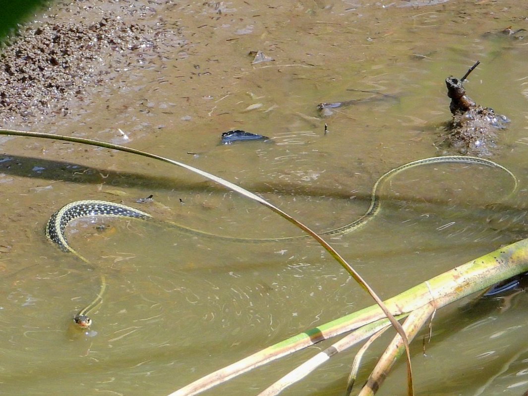 Western Ribbonsnake