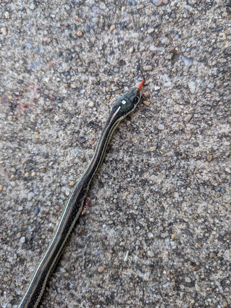 Western Ribbonsnake