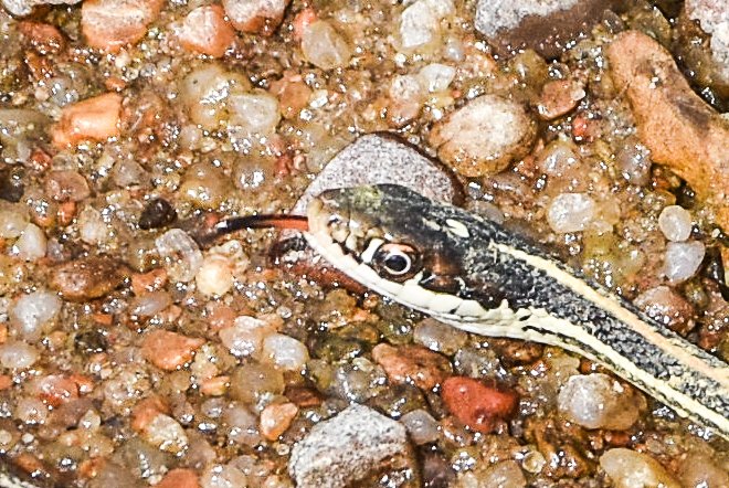 Western Ribbonsnake