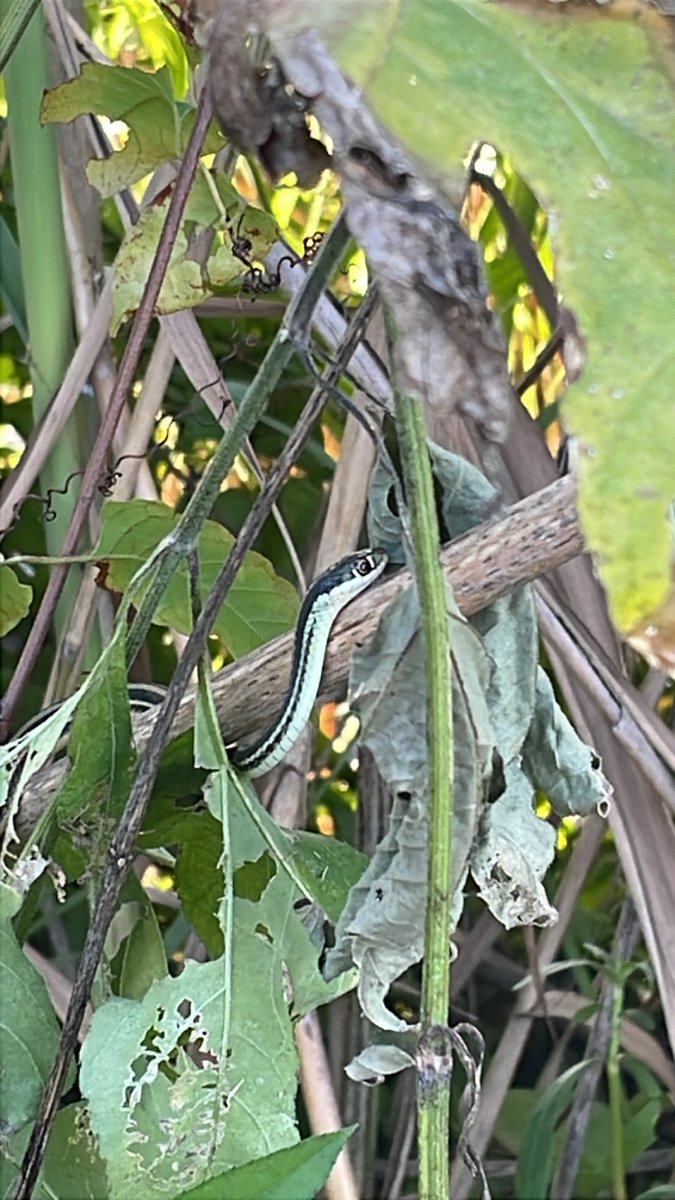 Western Ribbonsnake