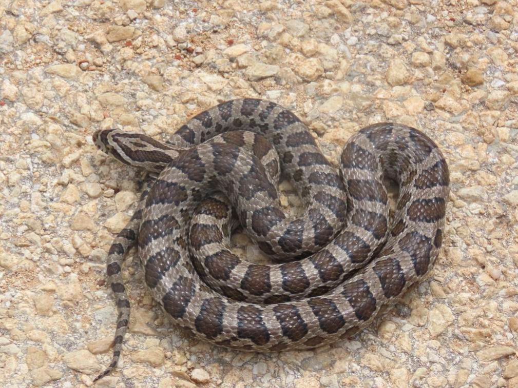 Great Plains Ratsnake