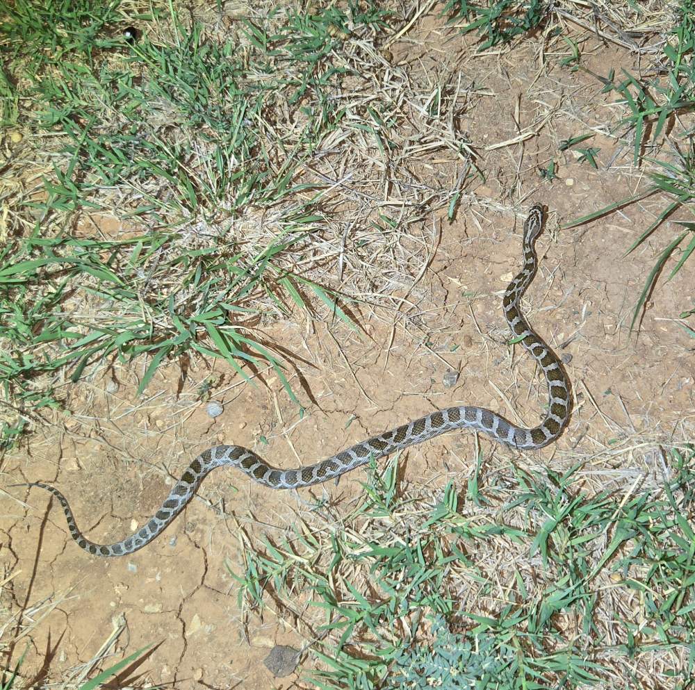 Great Plains Ratsnake