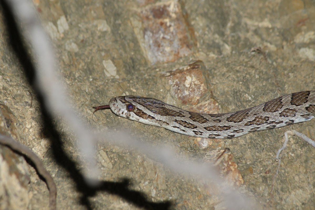 Great Plains Ratsnake