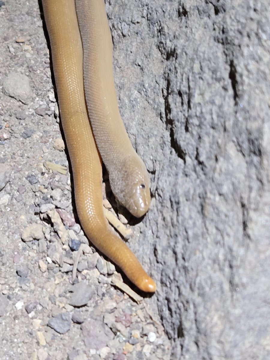 Rubber Boa