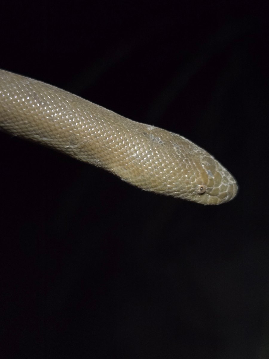 Rubber Boa