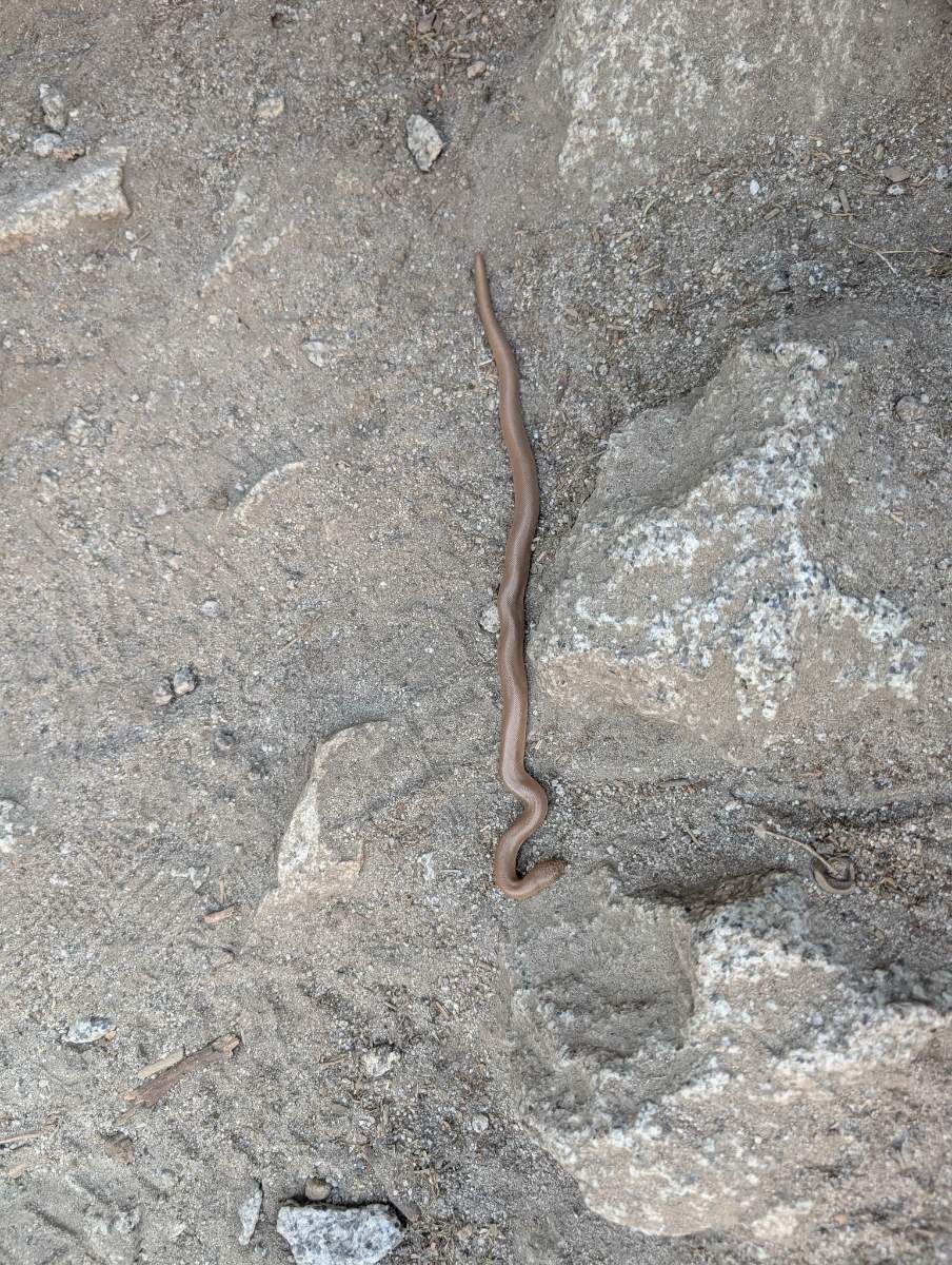 Rubber Boa