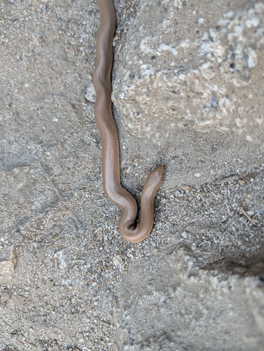 Rubber Boa