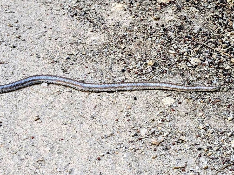 Rosy Boa