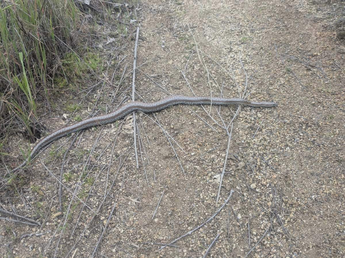 Rosy Boa