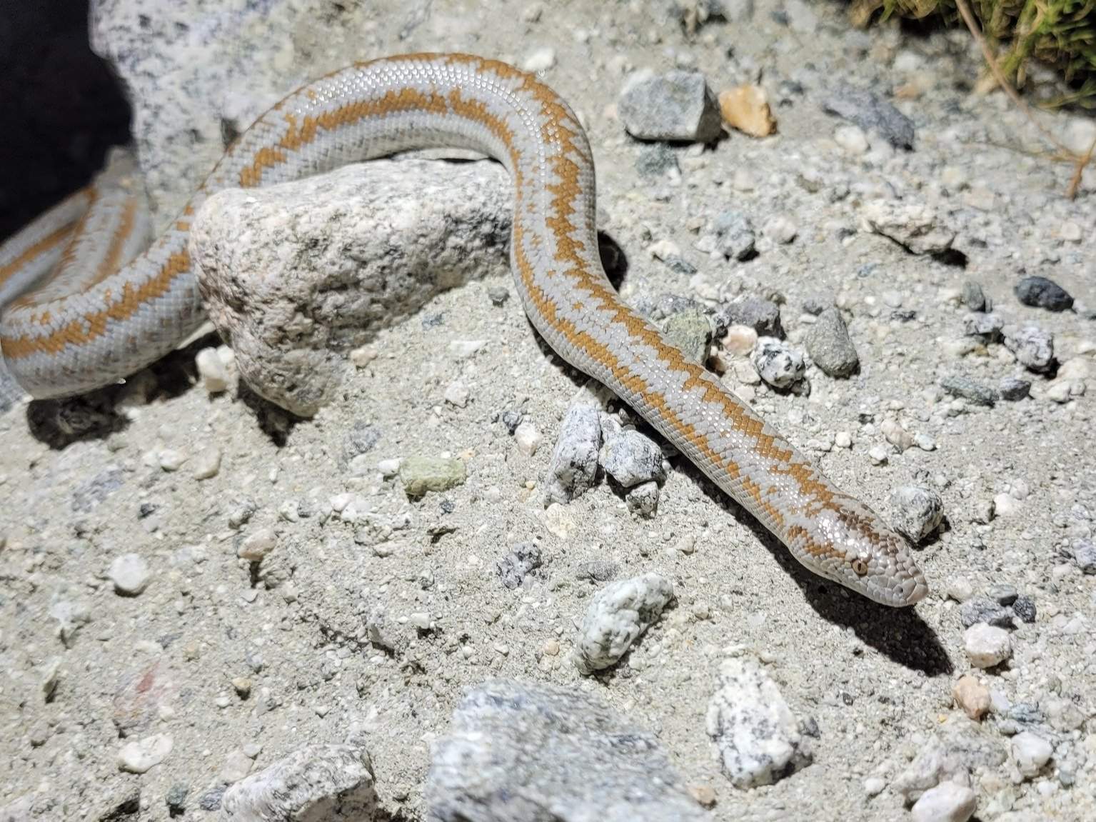 Rosy Boa