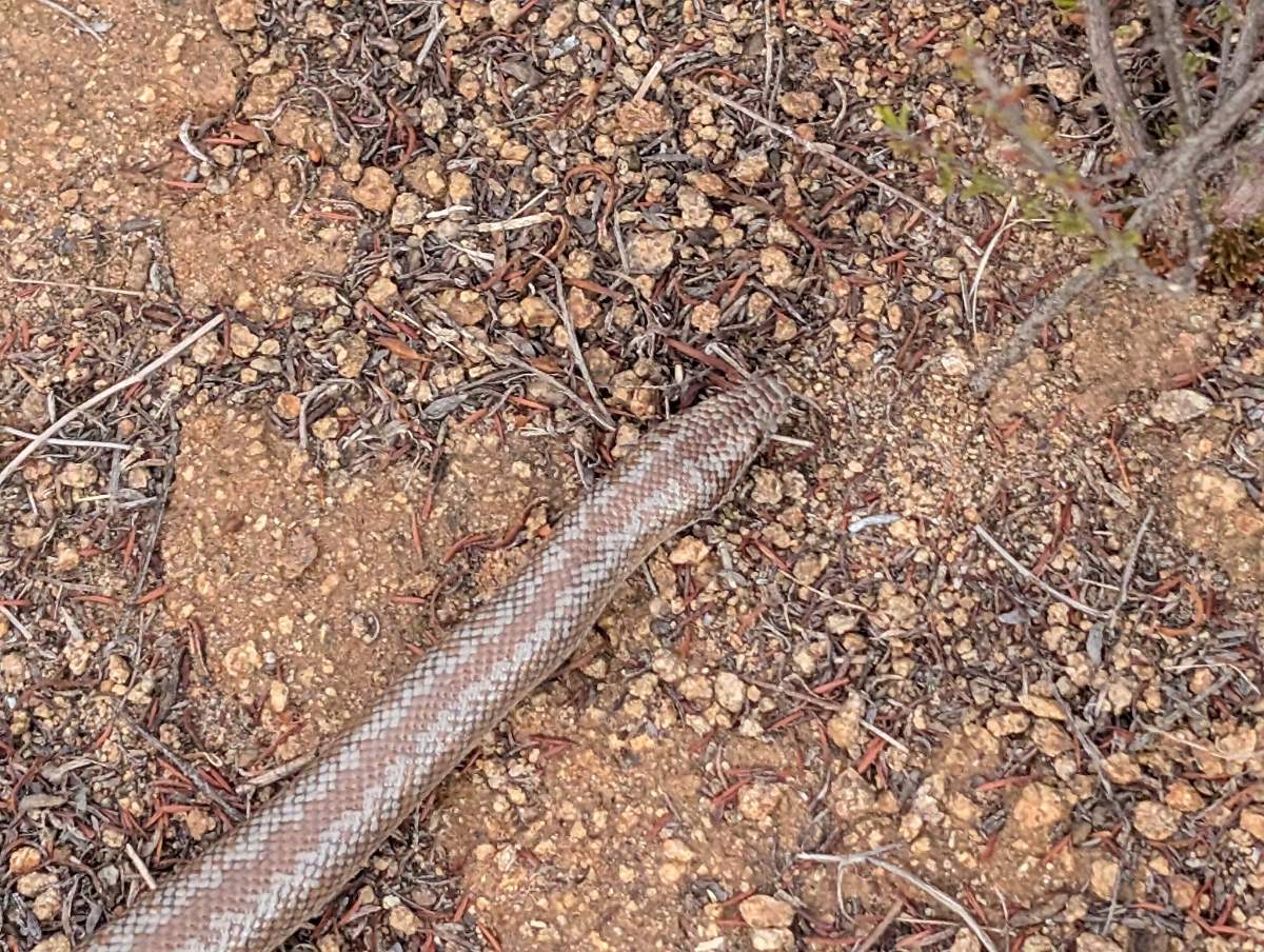 Rosy Boa