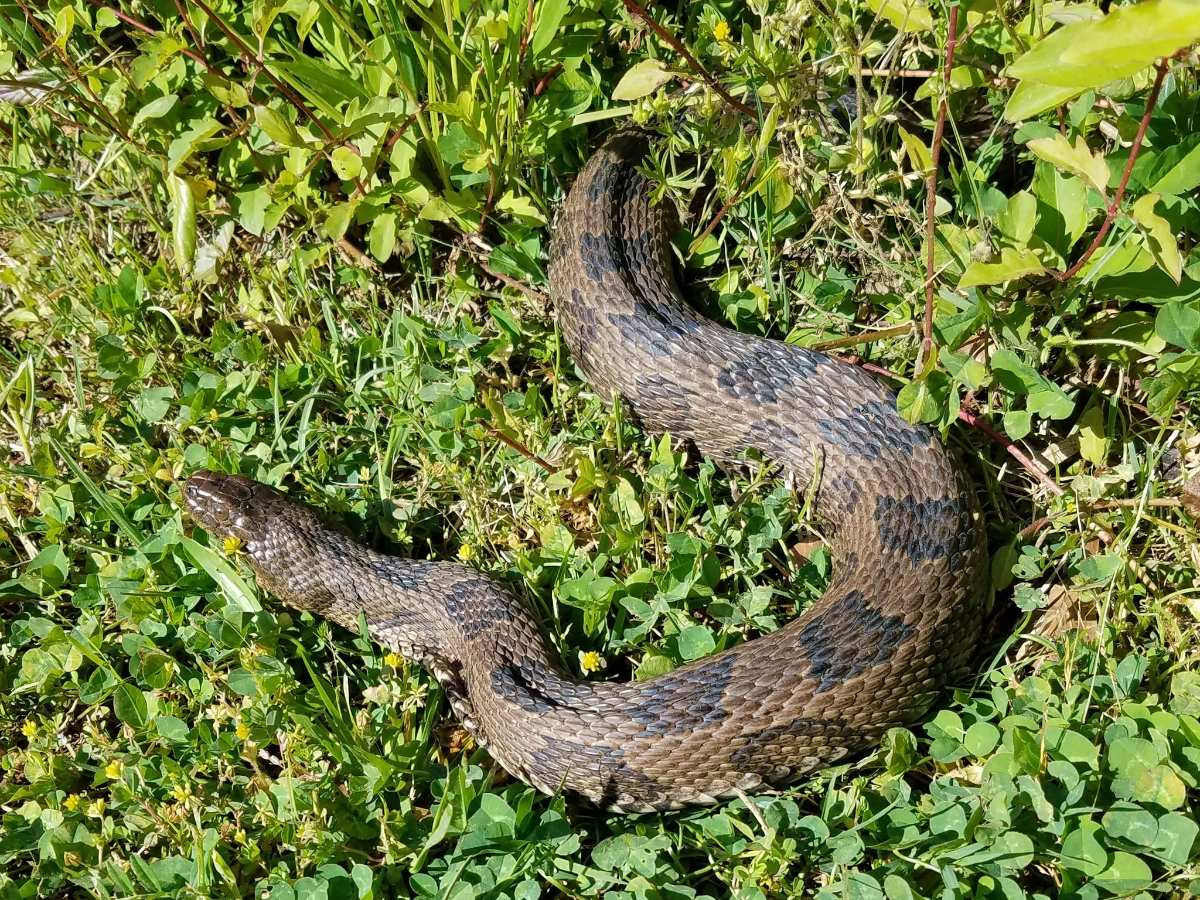 Brown Watersnake