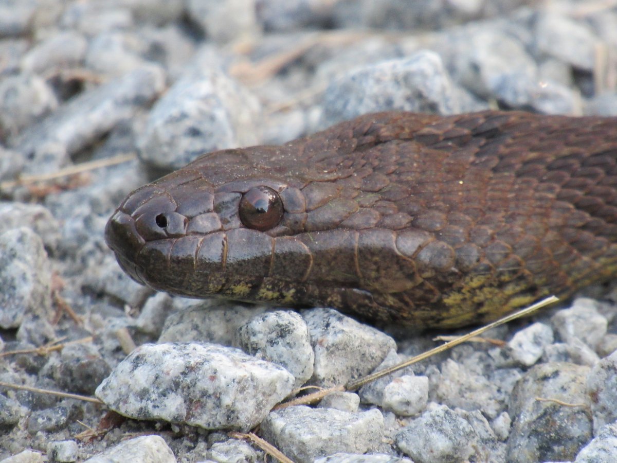 Brown Watersnake