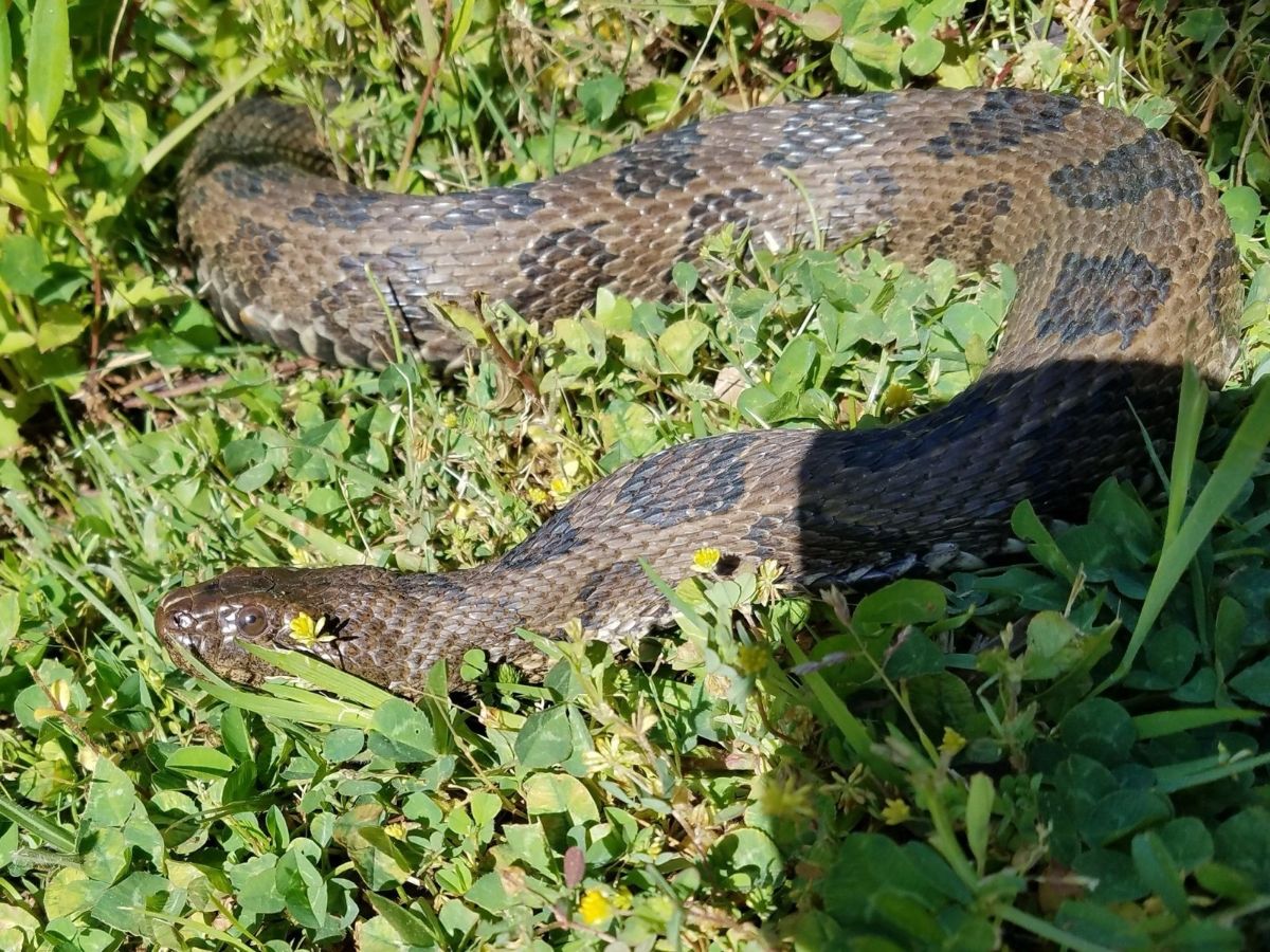 Brown Watersnake