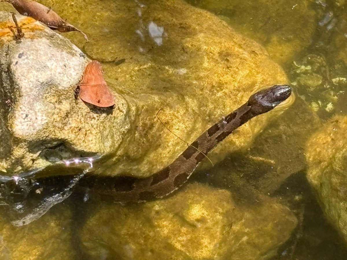 Brown Watersnake